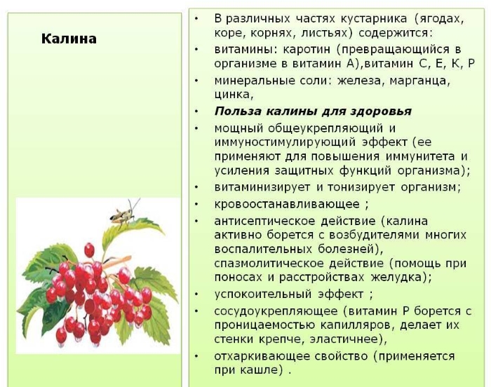 Польза калины Польза калины
