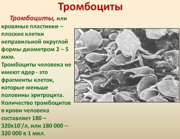 Тромбоциты