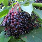 народные средства от пролежней при сахарном диабете