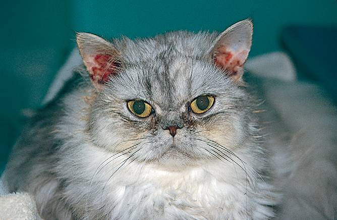 Отит у кошки