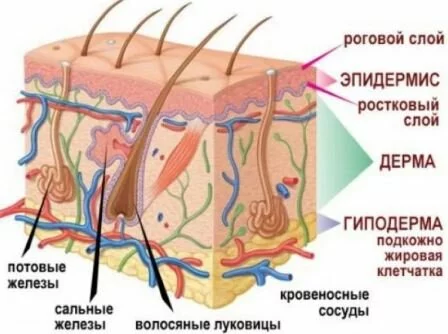 Структура кожи человека Лечение термических ожогов