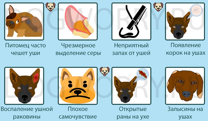 Симптомы отита у собак
