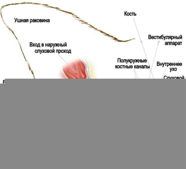 Строение уха кошки
